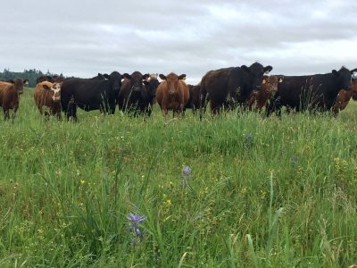 Cattle at Colvin Ranch Spring 2015 (S. Hamman)