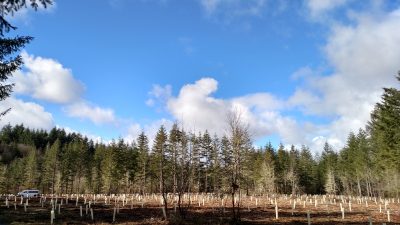 Oak Planting at Colvin Ranch (S. Hain)