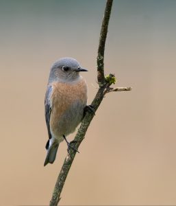 Female Western Bluebird coming for mealworms on March 21, 2020.