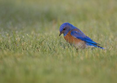 Male Bluebird hunting in lawn, 2008 Photographed by Dennis Plank