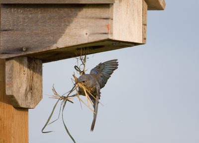Female with nesting material. Note the hole in the bottom of the box intended for swallows. Photographed by Dennis Plank