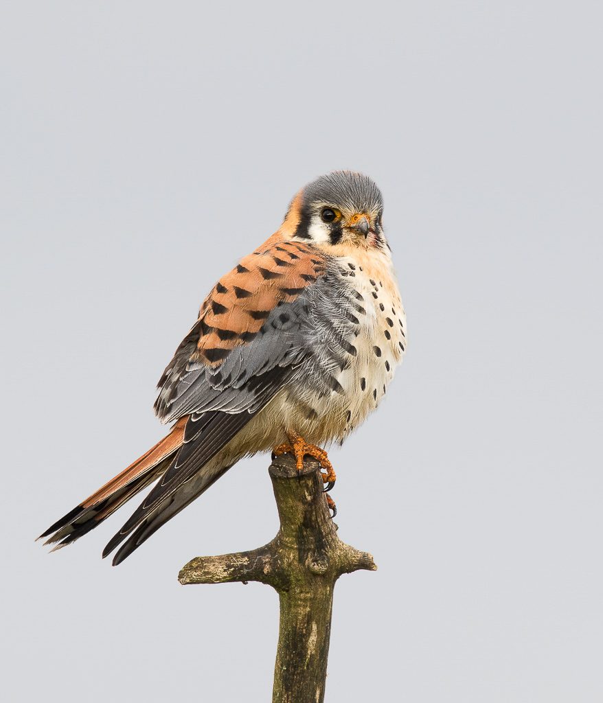 American Kestrel, a year round resident Photograph by Dennis Plank