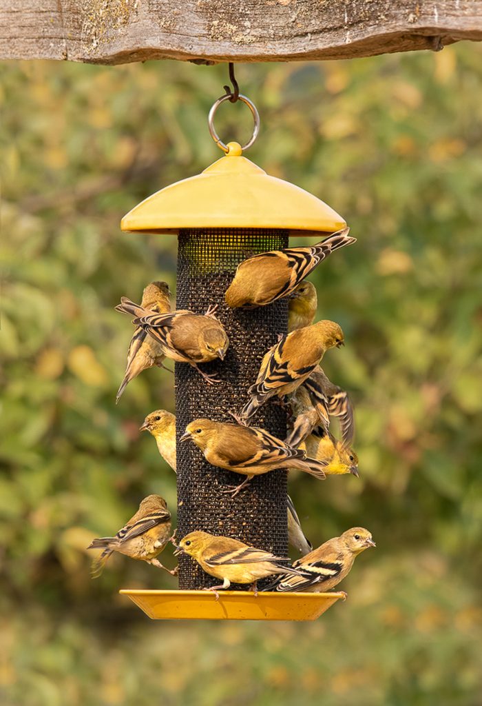 Juvenile American Goldfinches on one of several feeders