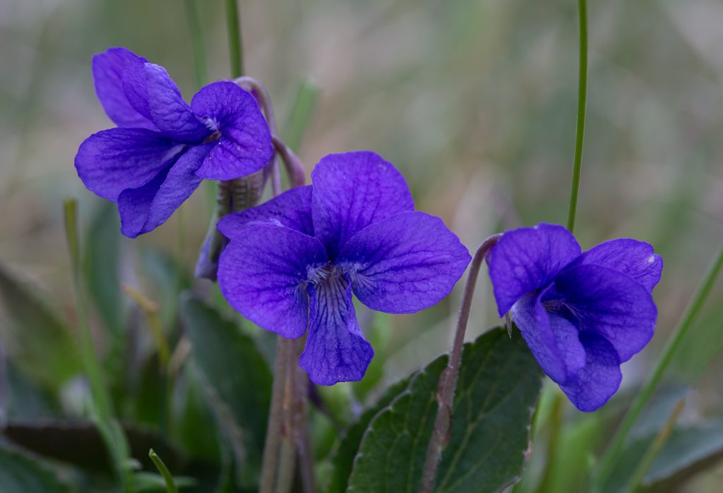 A trio of violets in prime condition
