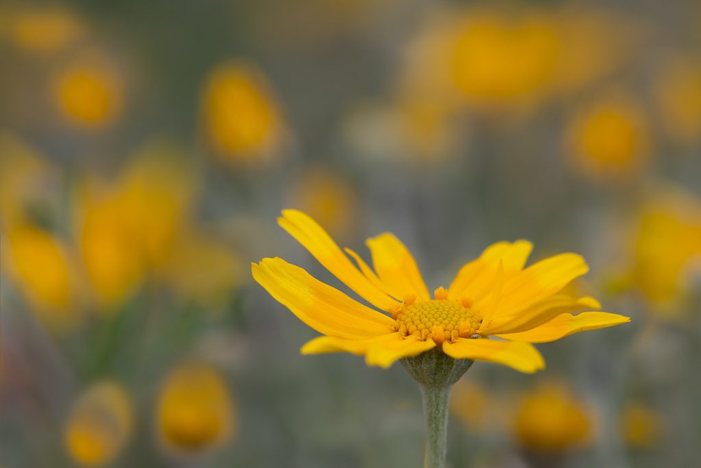Oregon Sunshine in Bloom, photo by Dennis  Plank
