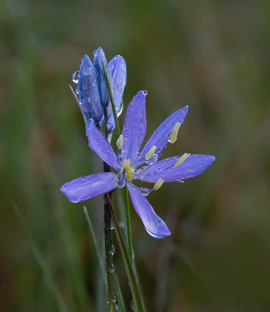Camas After the Rain, Photo by Dennis Plank