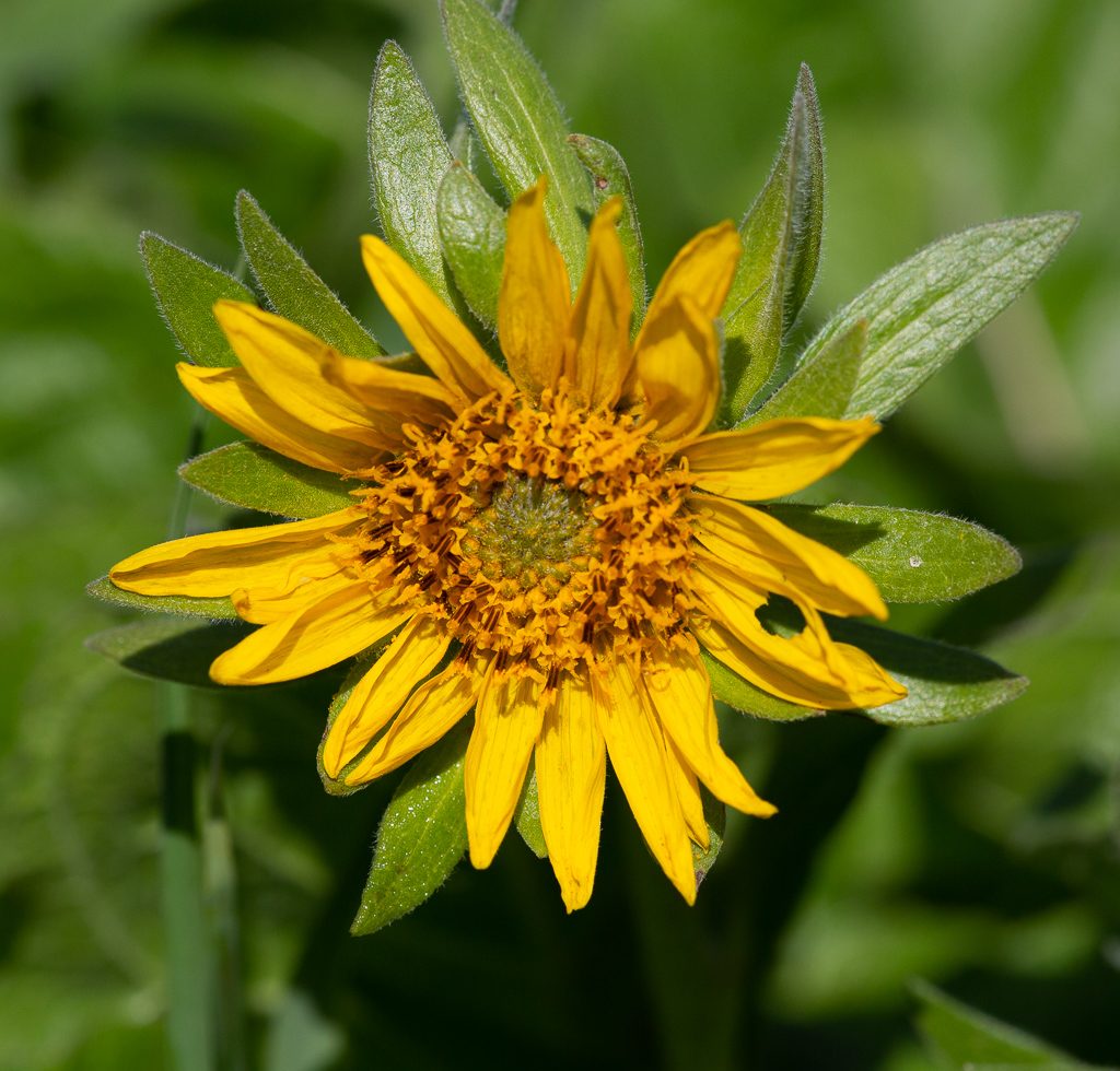 A bedraggled Balsamroot, photo by Dennis Plank