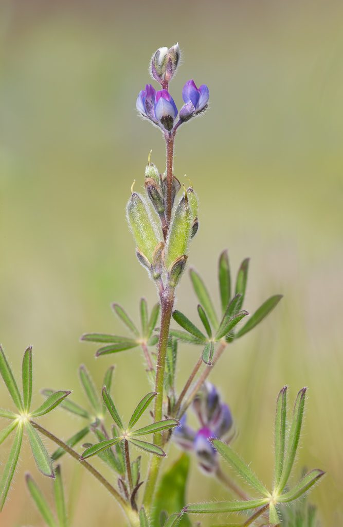 Miniature Lupine aka Small-flower Lupine aka Two-color Lupine (Lupinus bicolor). Photo by Dennis Plank