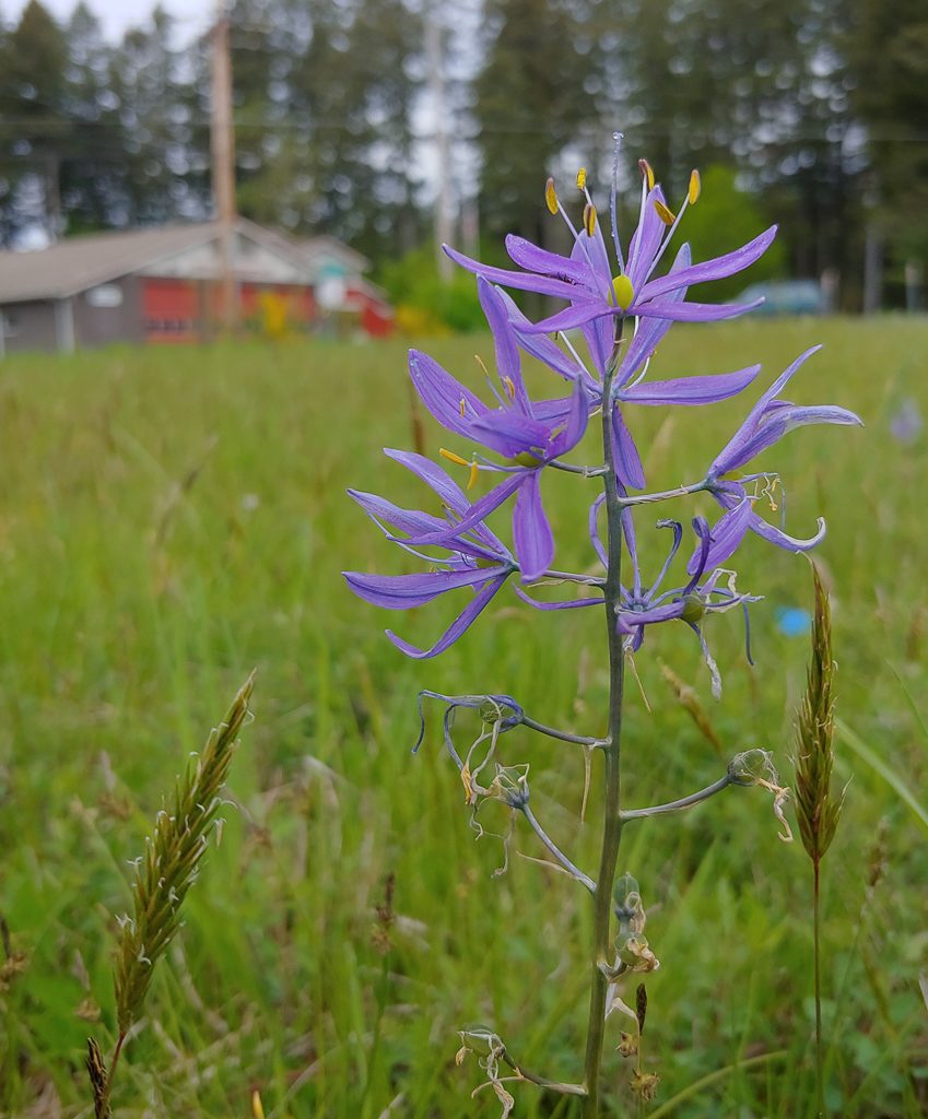 Common camas (Camassia quamash) in a field across from the Griffin Fire Department. Photo by Deborah Naslund