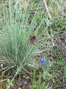 Taylor's Checkerspot at the Tenalquot Preserve.  Photo by sanders Freed
