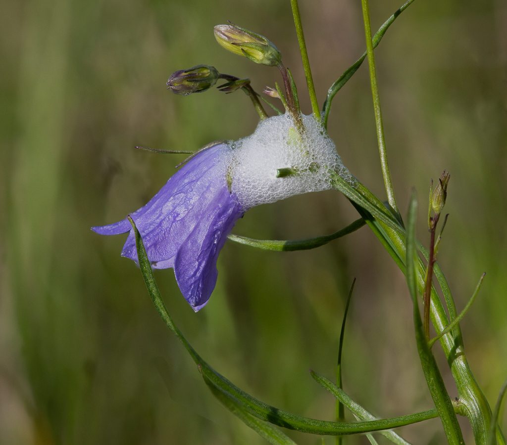 Harebell, Photo by Dennis Plank