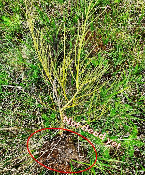 broom root with soil