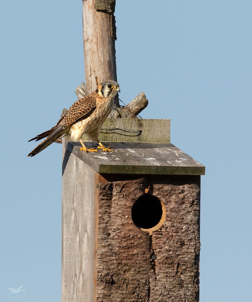 Kestrel on box.  Taken last year.  After last year's nesting failure, I'm being very cautious with them.  Photo by Dennis Plank