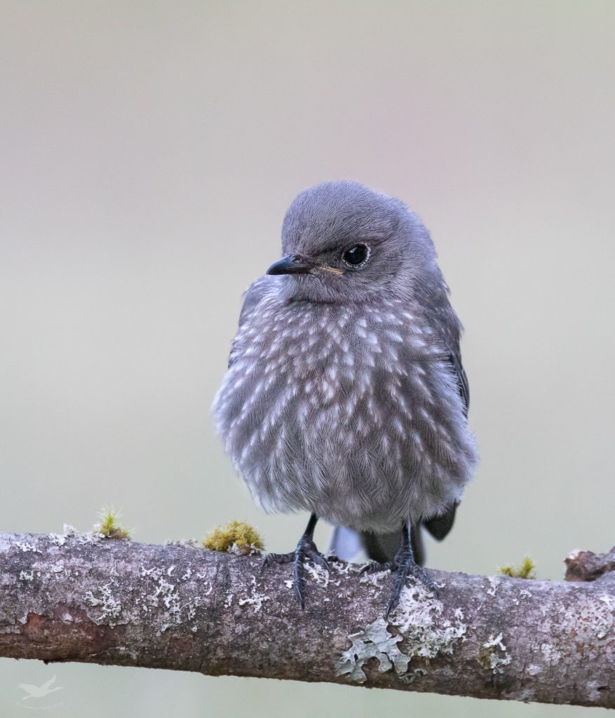 A fledgling Western Bluebird from last year.  This year's haven't been as cooperative thus far.  Photo by Dennis Plank