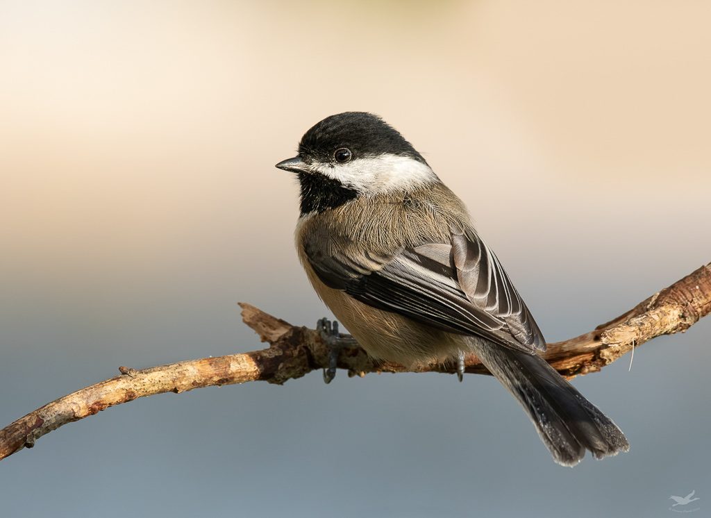 The Chickadees have been very circupspect about approaching the nest box, so I don't have any shots of the birds approaching the box, but this is from earlier this year.  Photo by Dennis Plank.  