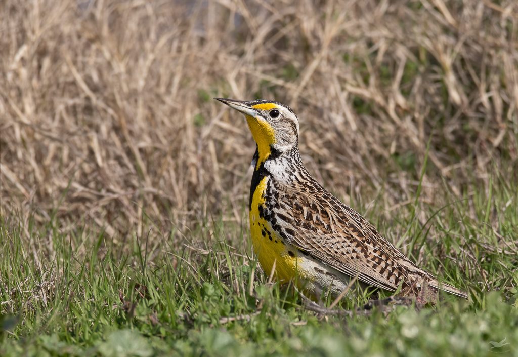 I have a tough time getting near our local Meadowlarks.  This was from Northern California in February.  Photo by Dennis Plank