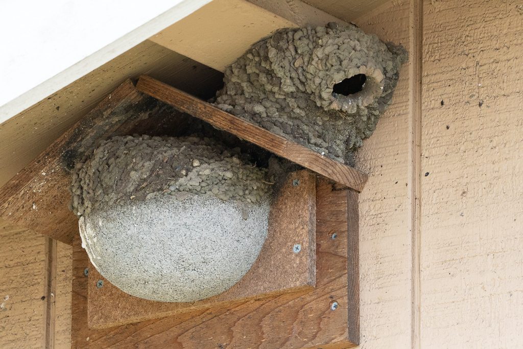 The Cliff Swallow Duplex.  Photo by Dennis Plank.