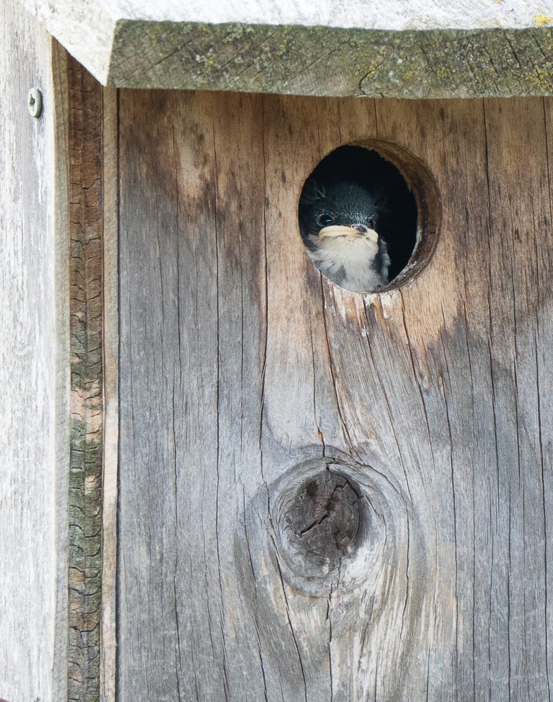 Tree Swallow getting anxious to fledge.  It probably has another few days.  Photo by Dennis Plank.