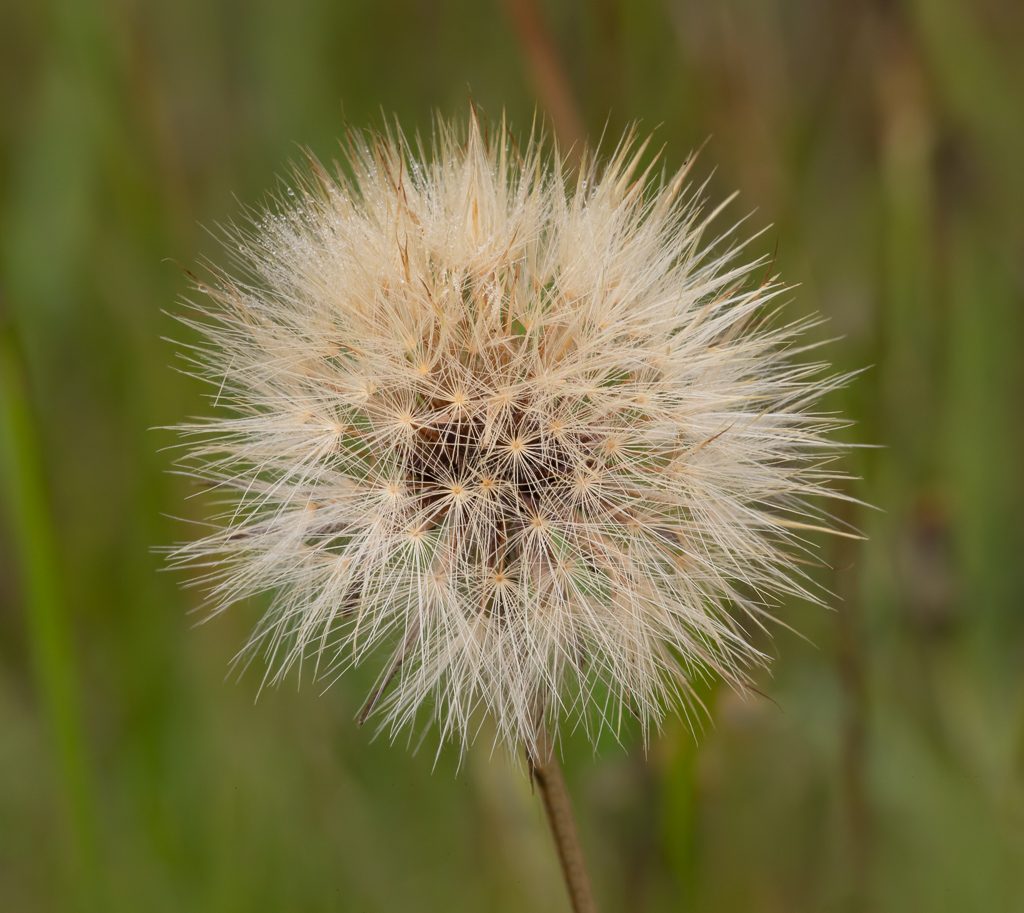 Hairy Cat's Ear seed head.  Note the differences from the Microseris, photo by Dennis Plank