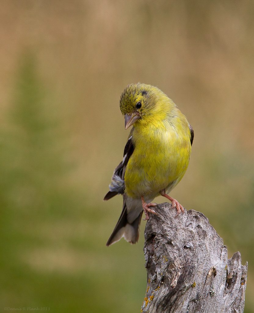 Female Goldfinch 1