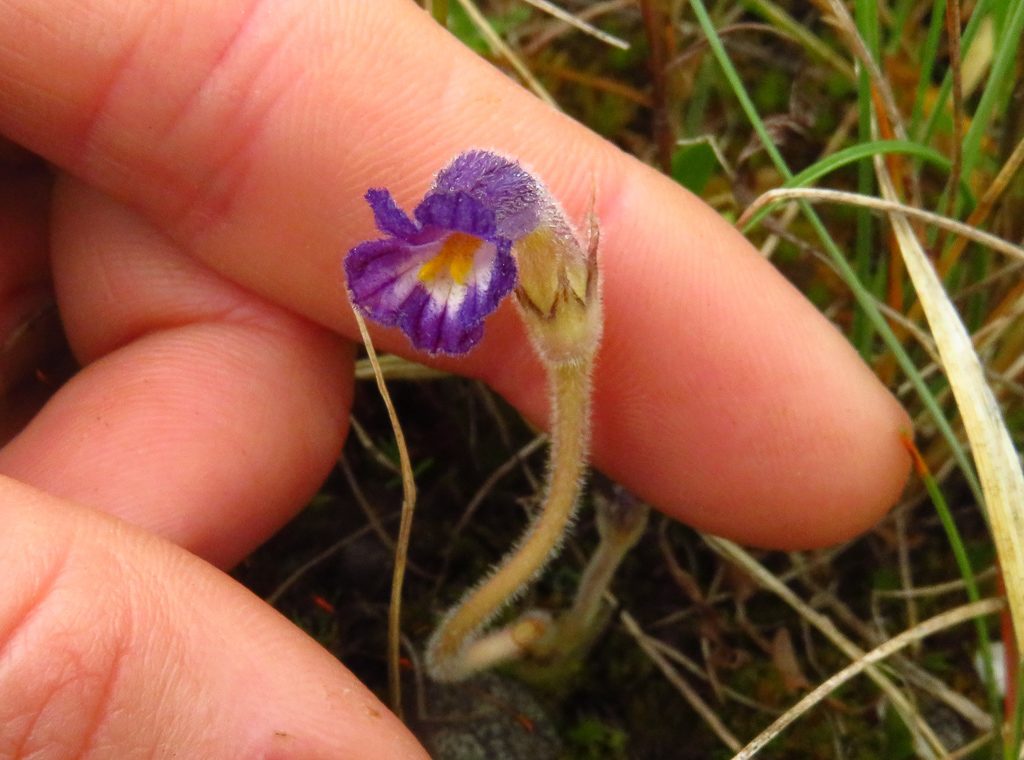 Close-up for scale of about 2” tall Orobanche uniflora, clearly lacking leaves. Photo by Ivy Clark.