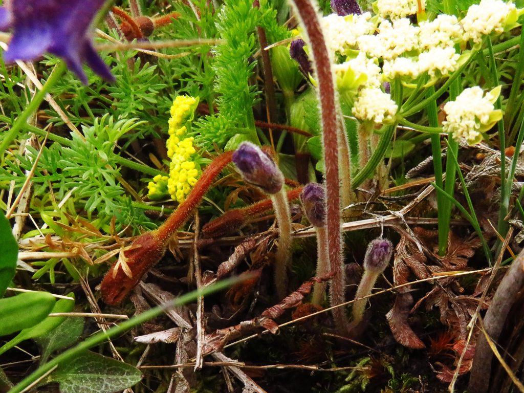 The next flowers emerging below a fully open Orobanche pipe. Photo by Ivy Clark
