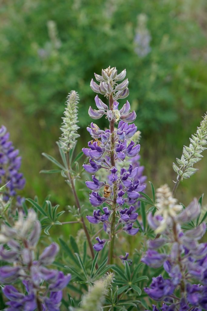 Sickle-keeled Lupine inflorescence, photo by Kelsey King