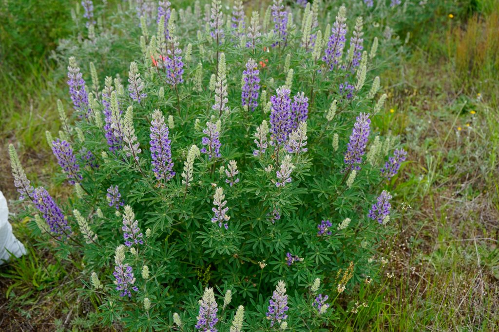 Sickle-keeled Lupine in all its glory, photo by Kelsey King