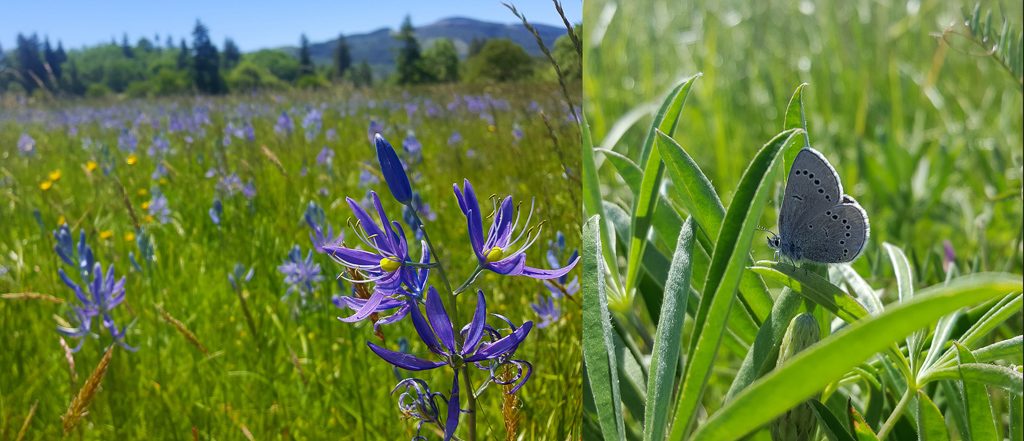 Pastures that are managed in a way that provides resources for butterflies as well as cows may have a potential to contribute to butterfly habitat in the landscape.  Left: A pasture with lots of Camas bloom.  Camas is an important nectar plant for early season butterflies.  Right: A female silvery blue butterfly lays eggs on lupine in a pasture.  Both photos by Samantha Bussan. 