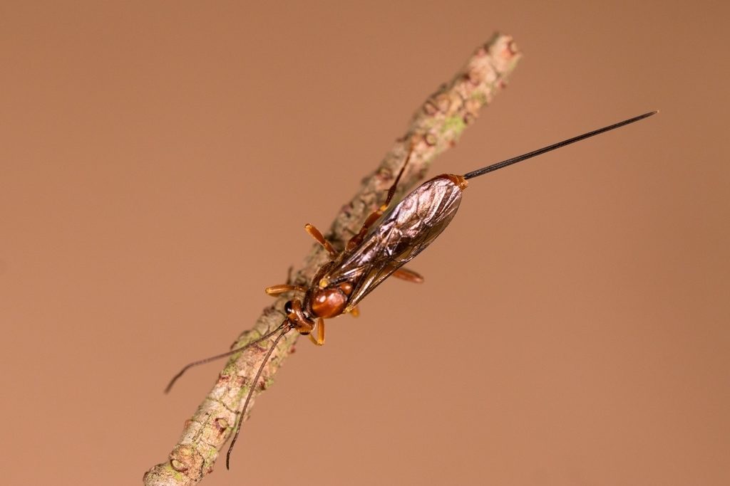 Ichneumon wasp with long ovipositor. Photo by Christopher Jason