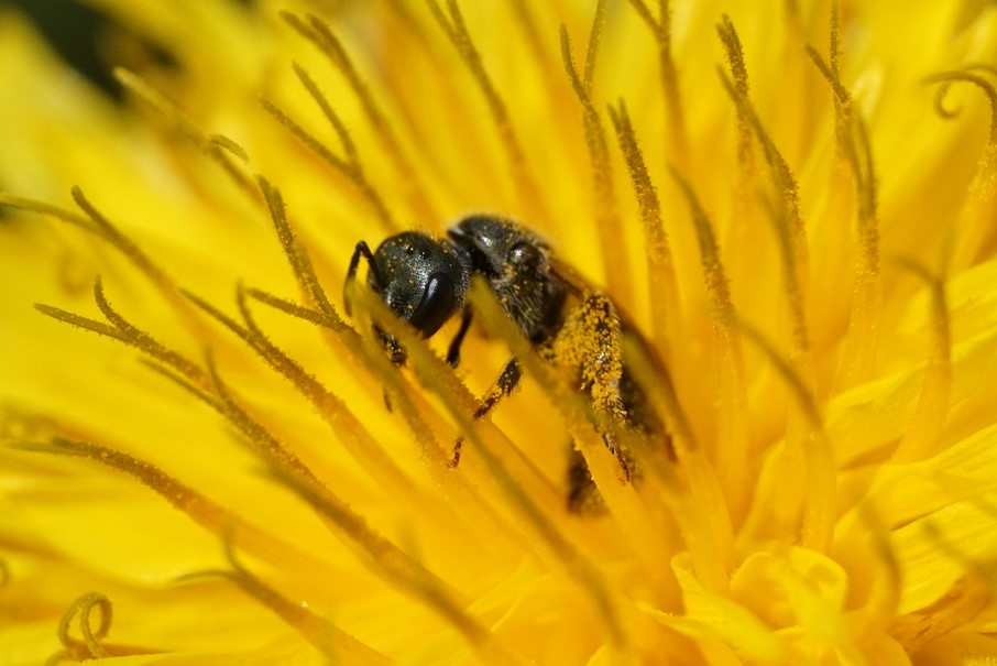Sweat Bee on false dandelion, Photo by Christopher Jason