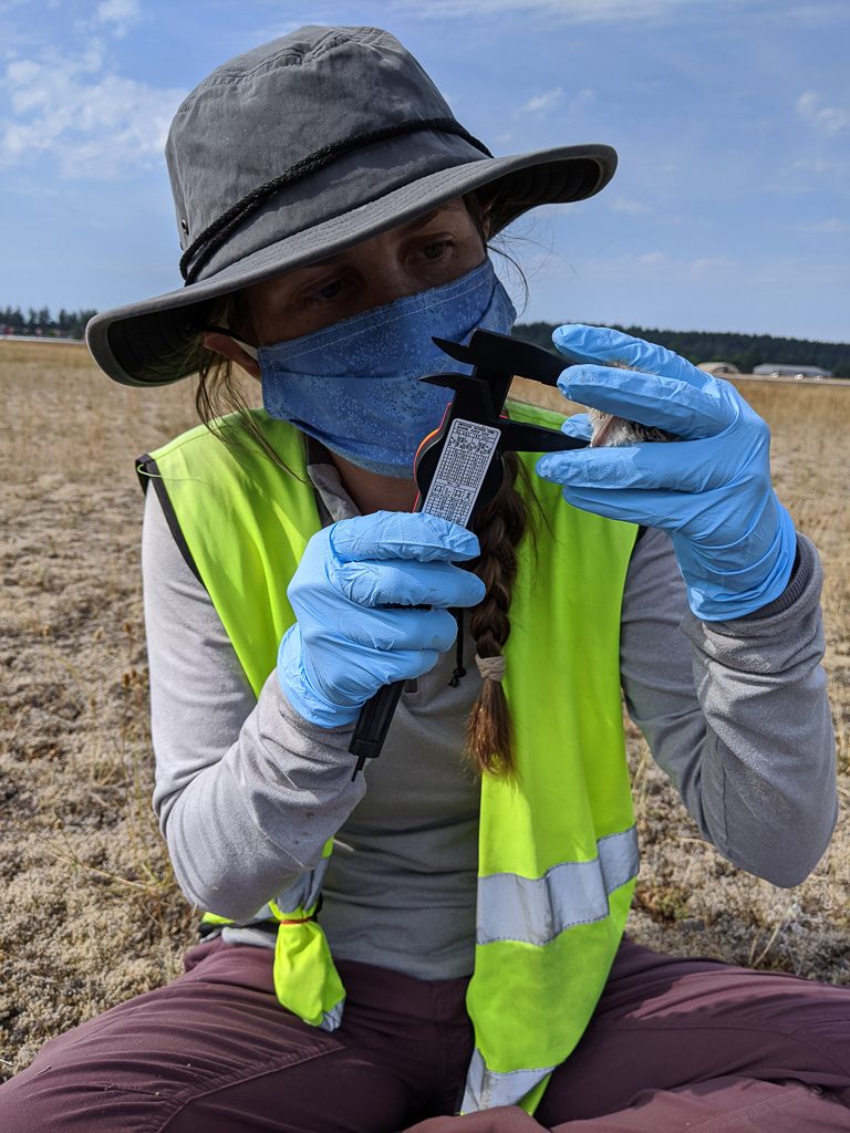 COVID-19 banding ops 2020 – Alicia Beverage measures the tarsus of a lark nestling.  Photo by Adrian Wolf.
