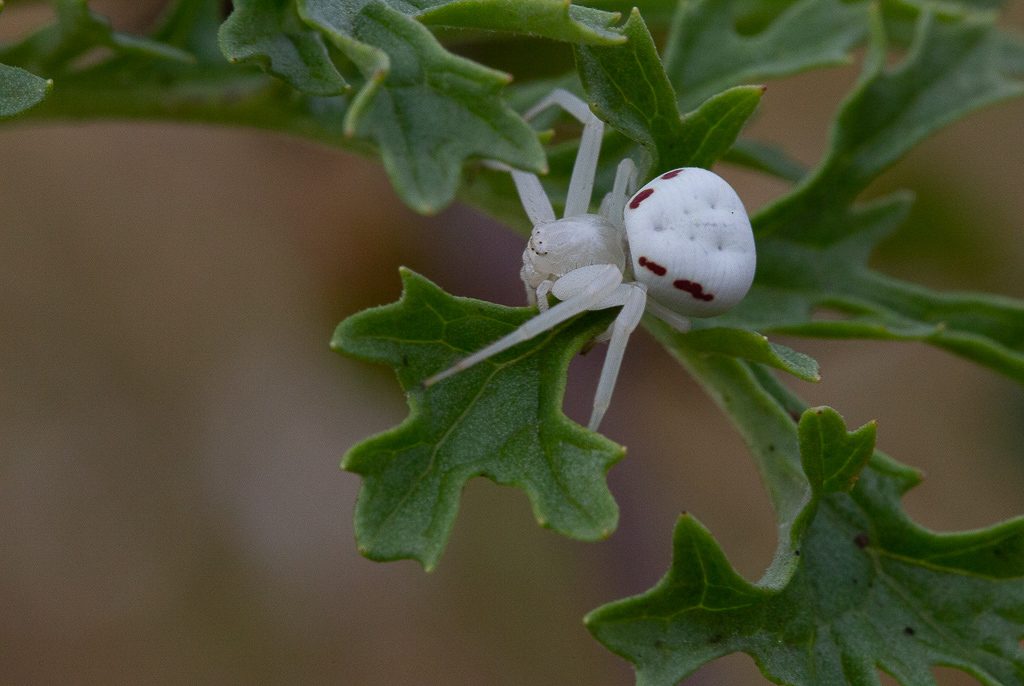 This crab spider didn't get the dress code message, photo by Dennis Plank