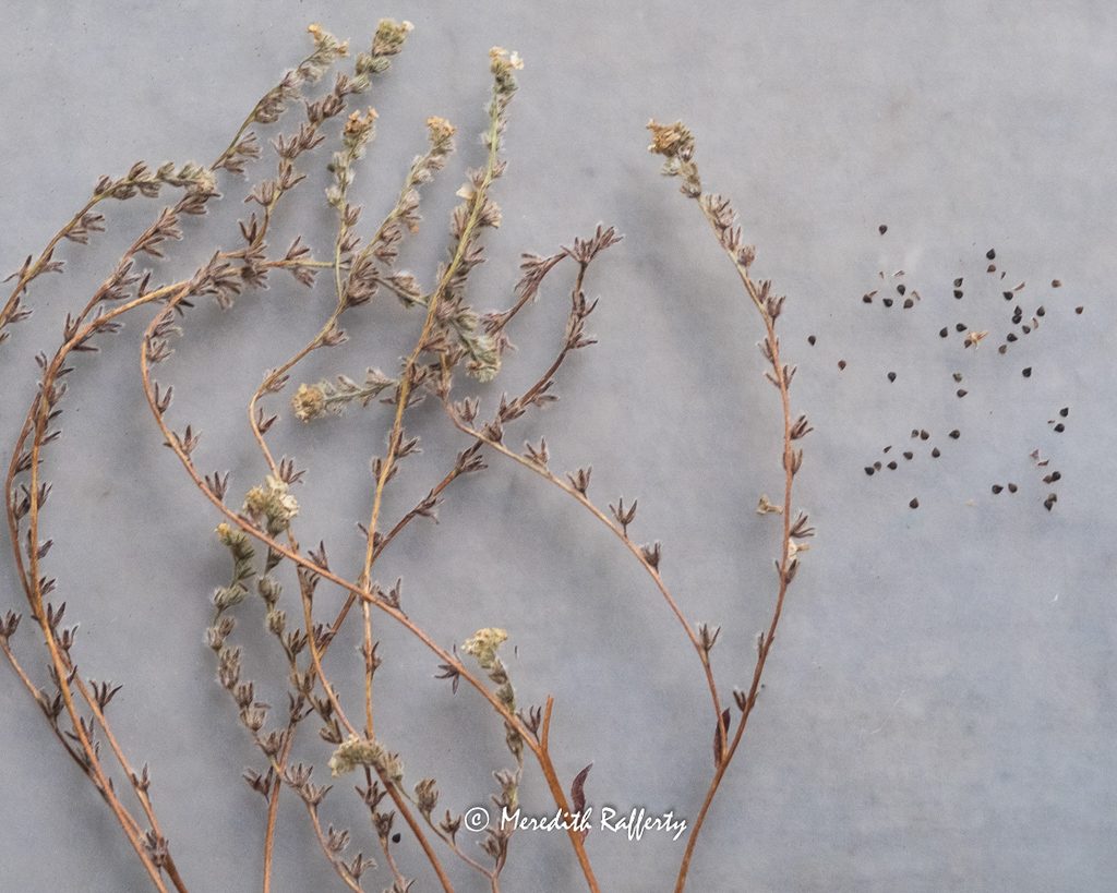 Plagiobothrys figuratus, Fragrant Popcorn Flower seeds. Photo by Meredith Rafferty.