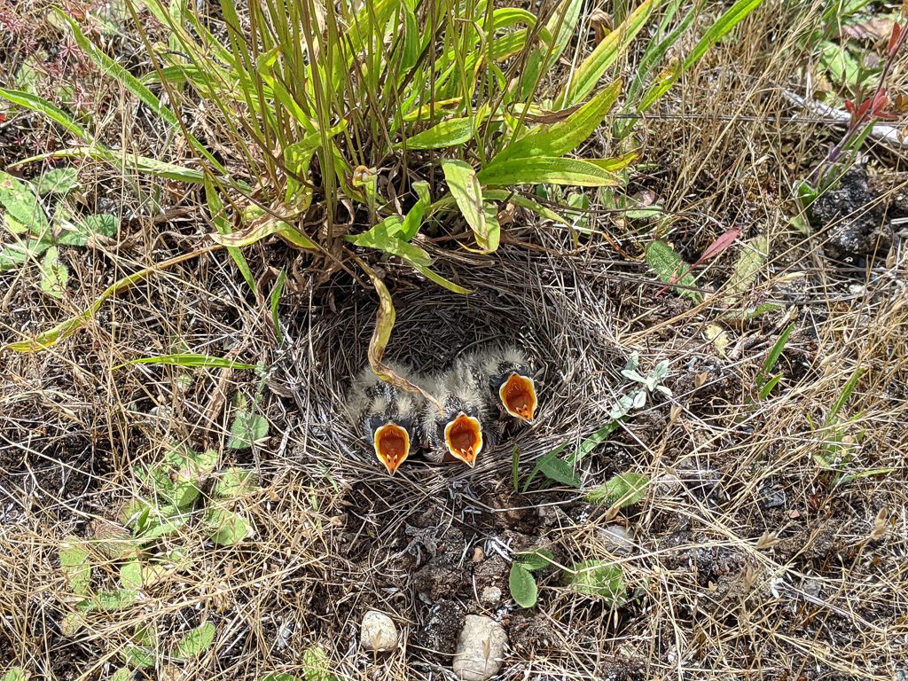 Treaked Horned Lark nestlings can be identified by the three black dots on their tongues. They young are about 4-5 days after hatching.