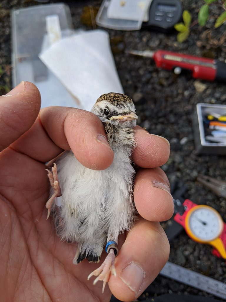 One of more than 60 color-marked lark nestlings this season.  Photo by Adrian Wolf.