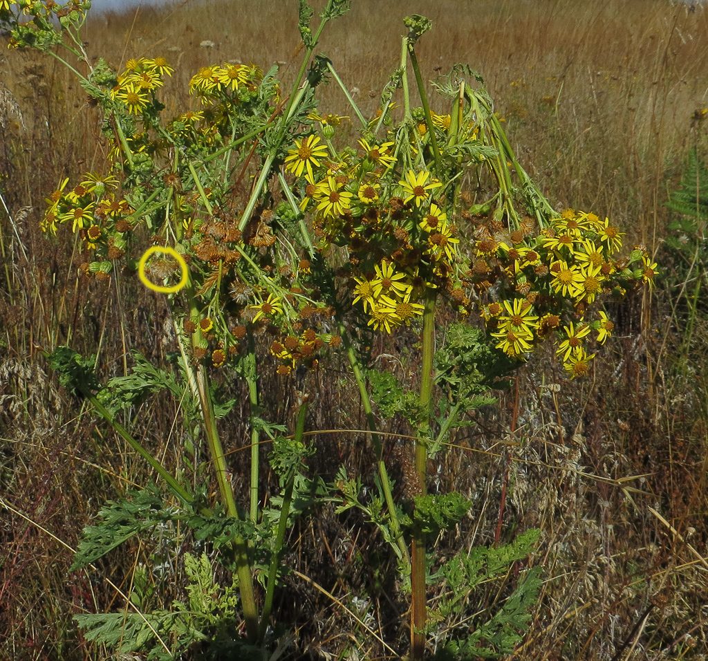 Tansy plant that had the heads broken over and left attached earlier in the season. Note the mature seed head in the yellow circle. Photo by Dennis Plank.