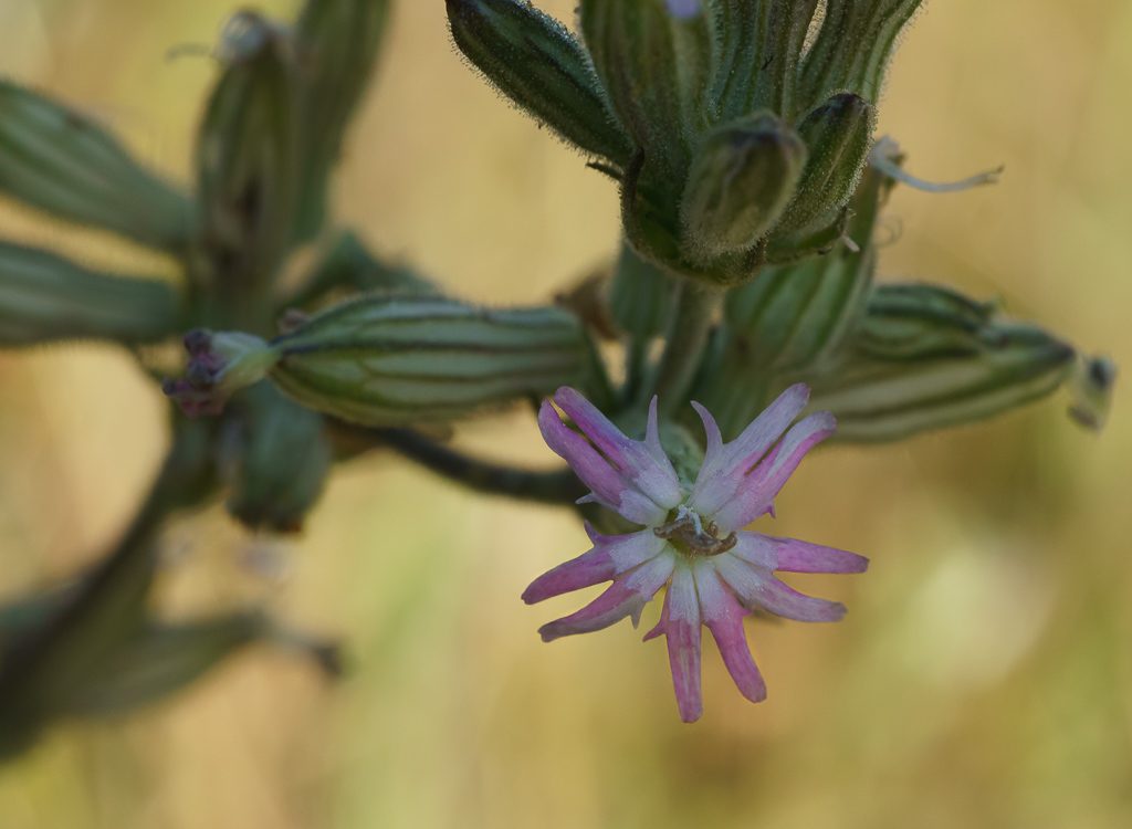A close-up of the blossoms of Scouler's Catchfly, Photo by Dennis Plank
