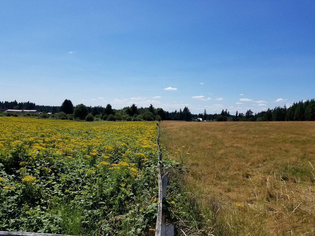 A Tansy field in Clackamas County Oregon earlier this year. Photo by Samuel Leininger WeedWise Manager Clackamas Soil & Water Conservation District