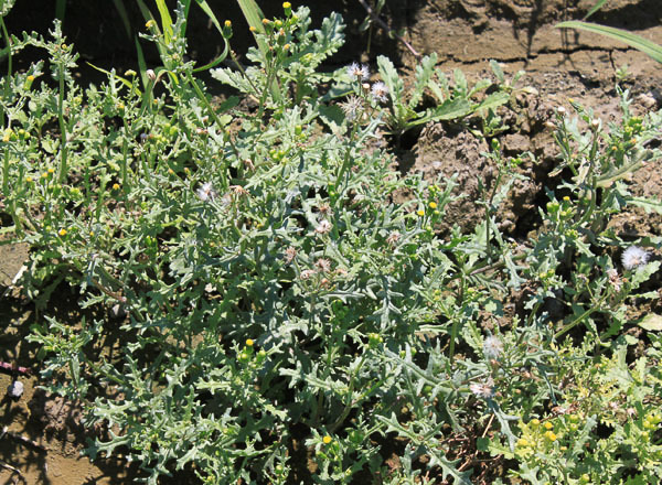 Common Groundsel, photo courtesy of Washington State Noxious Weed Control Board