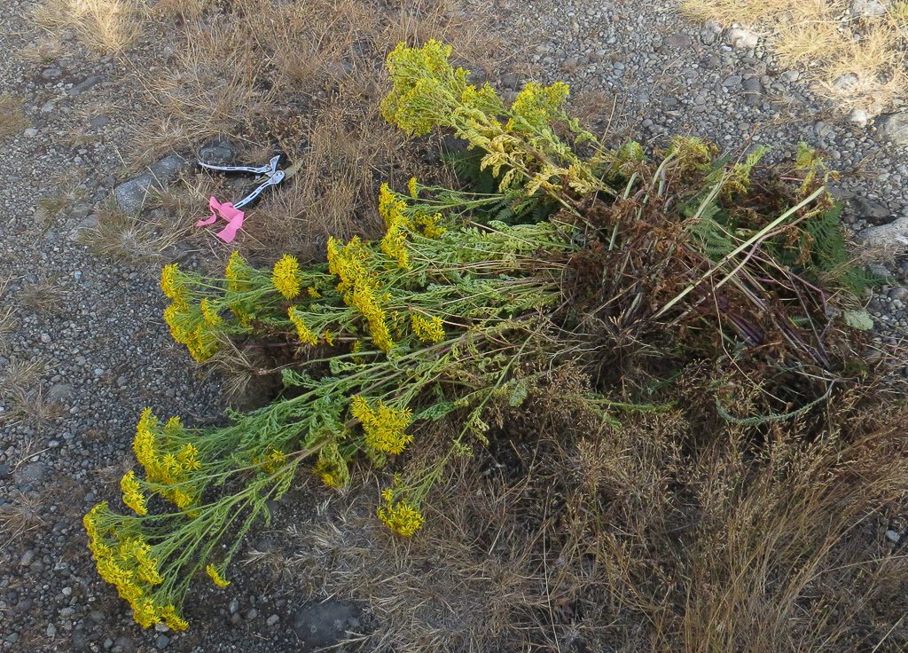 Dead Tansy in the Middle of the Road (heads were removed and bagged after taking this photo). Photo by Dennis Plank