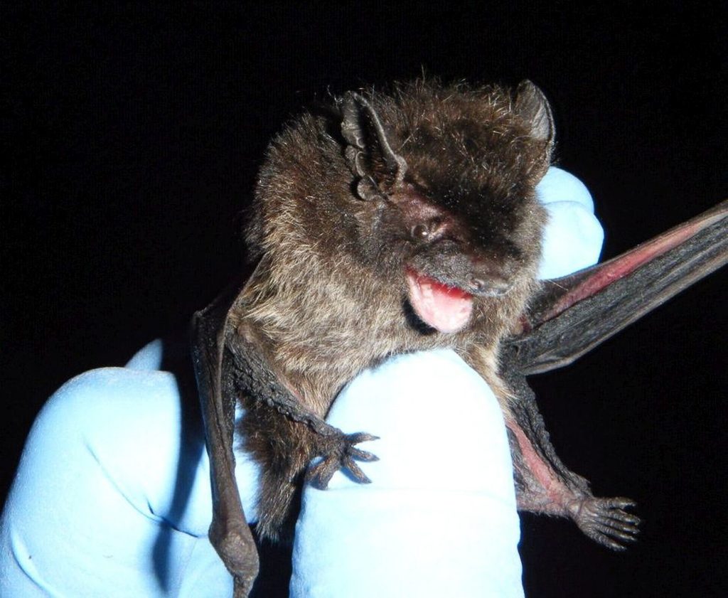 A Silver-haired bat netted (then released) at JBLM (Photo: G. Falxa)