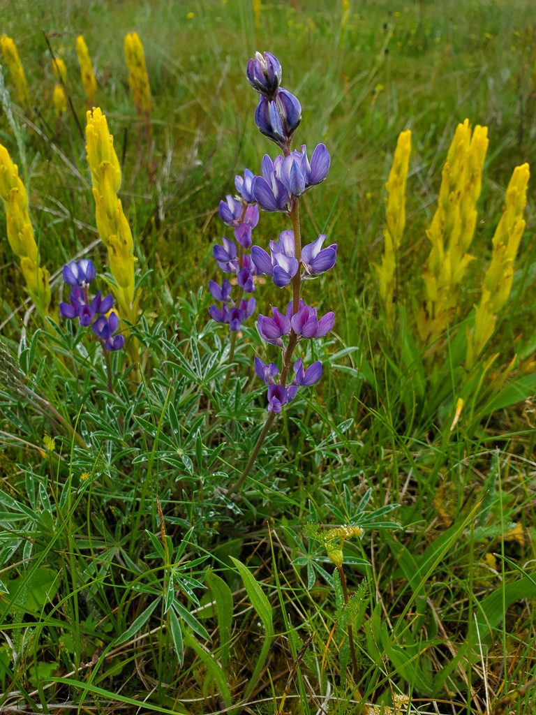Pacific Lupine and Golden Paintbrush, photo by Ivy Clark