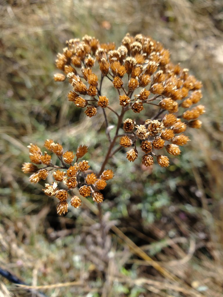 Yarrow in seed, photo by Ivy Clark