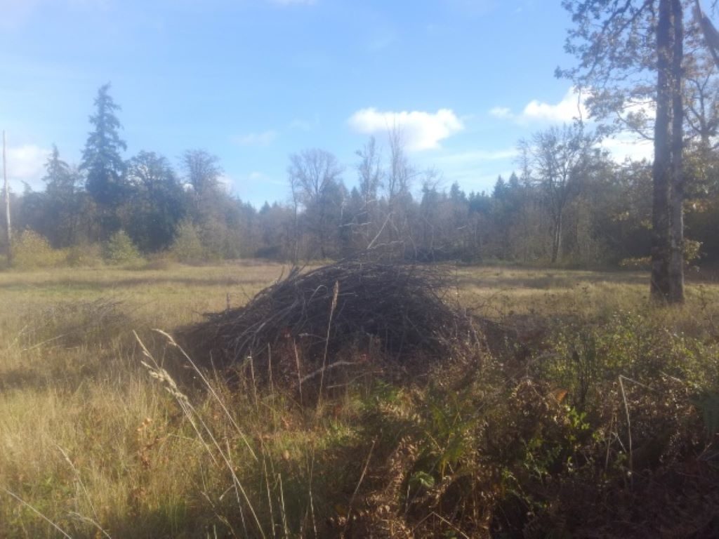 Brush piles and snags have a life cycle with stages supporting different organisms.  As  snags and piles mature, new ones are created.  Photo by Sabra Noyes