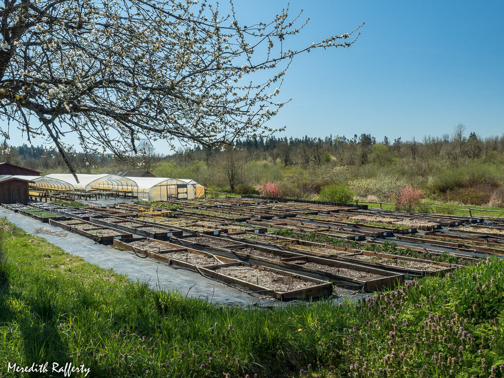 Pictured are the seed cleaning and nursery operations at CNLM’s Shotwell’s Landing site. Spring brings a burst of life in its beds beside the Black River. Photo by Meredith Rafferty