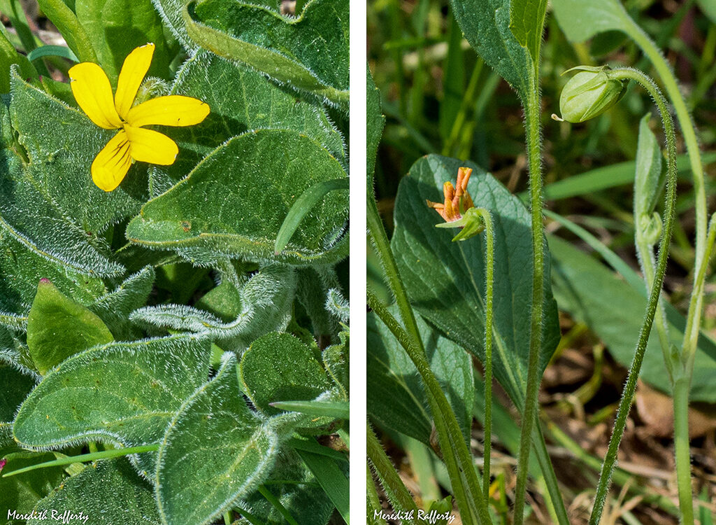 The fuzzy leaves of Viola praemorsa become apparent when viewed closely. The yellow flower will yield a seedpod to be picked when it is ripe. Photos by Meredith Rafferty