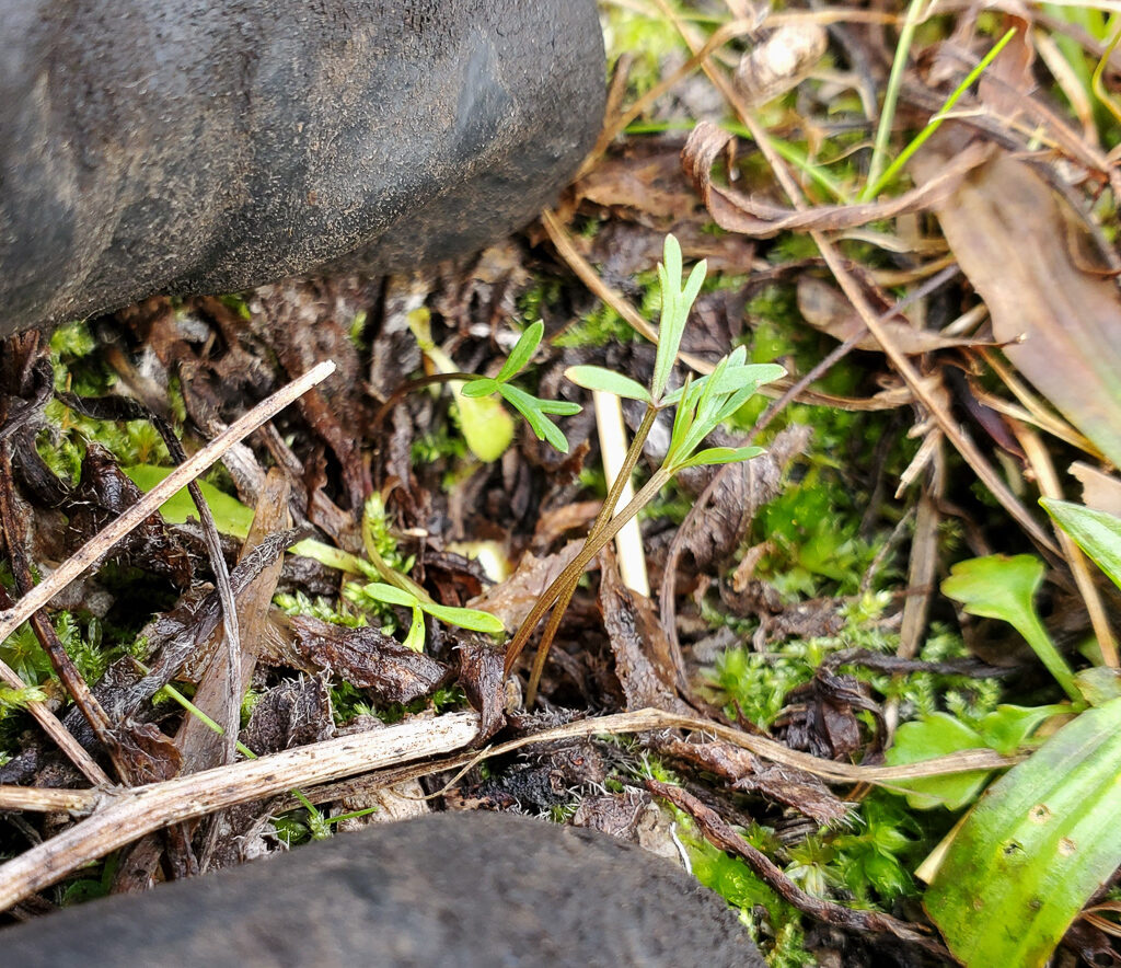 Four seedlings of biscuitroot/spring gold (Lomatium utriculatum).  See the non-lobed cotyledons?  Photo by ‘Ivy’ Clark.