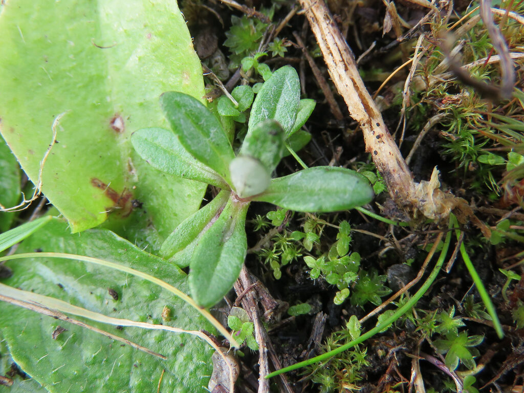 Not really a seedling any more, but a young Oregon sunshine (Eriophyllum lanatum). Note the narrowly elliptic leaves with velvety white hairs, no cotyledons anymore. Don’t be fooled by small plants in clumps as these are older growing up from rhizomes.  Photo by ‘Ivy’ Clark. 