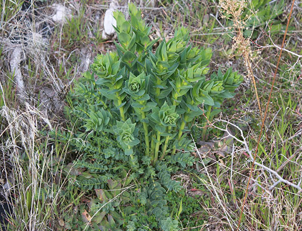 Figures 4a & 4b. No snapdragon species are native to the PNW. Dalmatian toadflax and Yellow toadflax are both noxious weeds in Washington State. Courtesy of WSNWCB